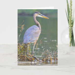 Great Blue Heron Nature Wildlife Birthday Card