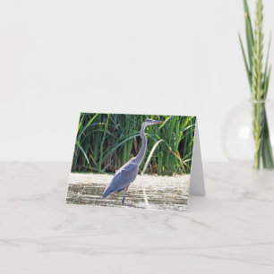 Great Blue Heron Note Card