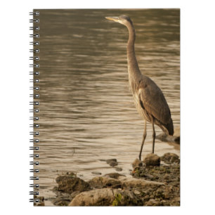 Great Blue Heron Notebook