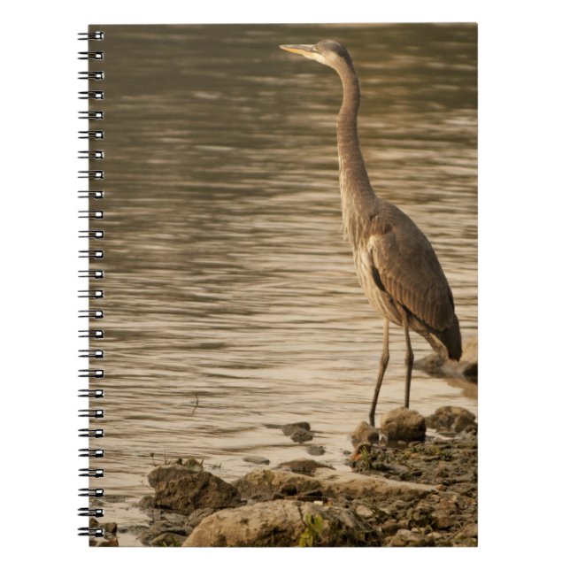 Great Blue Heron Notebook (Front)