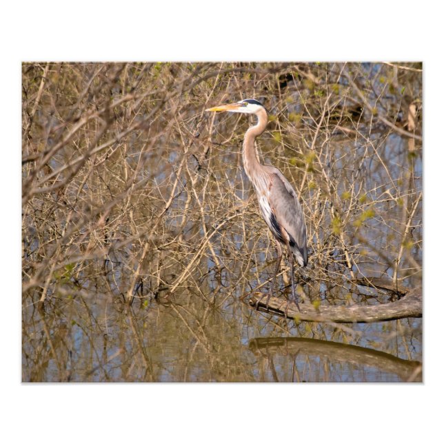 Great Blue Heron on a limb Photo Print (Front)