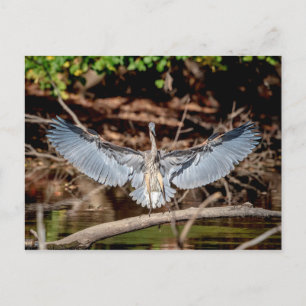 Great Blue Heron on a log Postcard