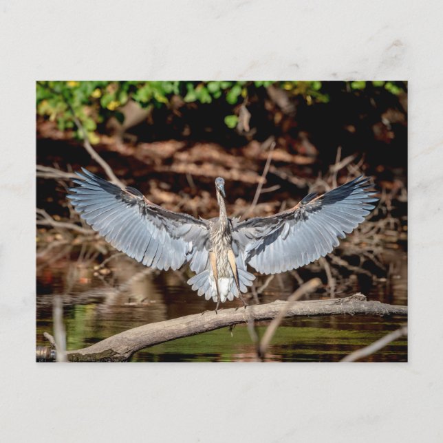 Great Blue Heron on a log Postcard (Front)