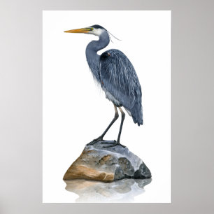 Great Blue Heron on Rock Poster