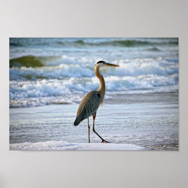 Great Blue Heron on the Beach Poster (Front)