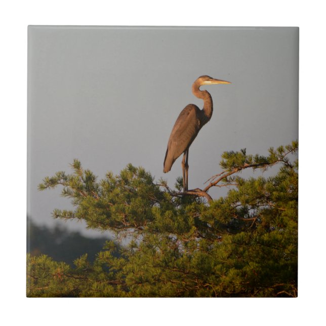 Great Blue Heron On Tree Top Ceramic Tile (Front)