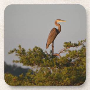 Great Blue Heron On Tree Top Coaster