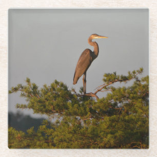 Great Blue Heron On Tree Top Glass Coaster