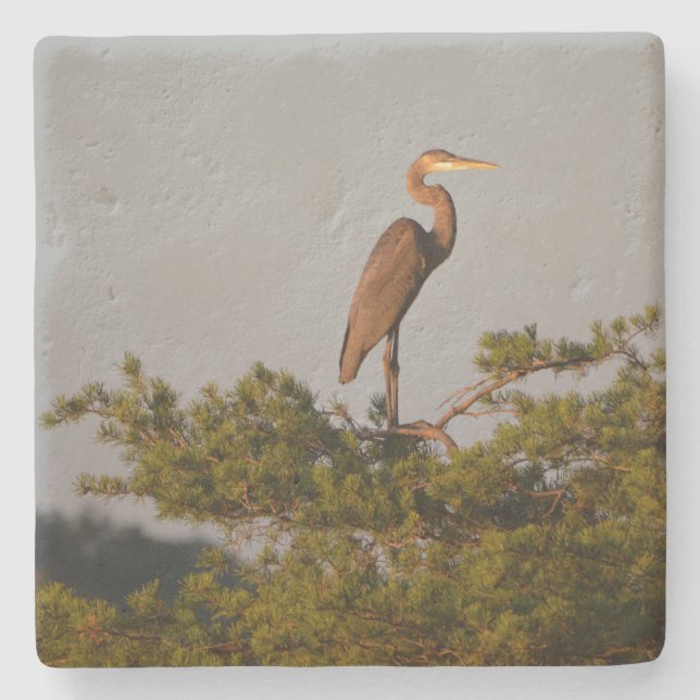 Great Blue Heron On Tree Top Stone Coaster (Front)