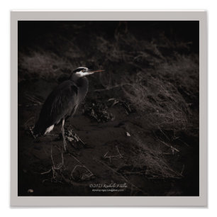 Great Blue Heron P2391 Photo Print