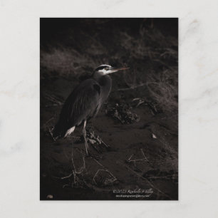 Great Blue Heron P2391 Postcard