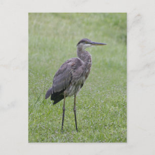 Great Blue Heron Photo Postcard
