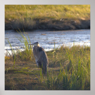 Great Blue Heron Photo Poster