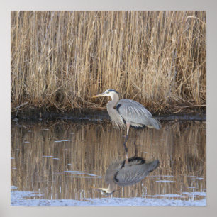 Great Blue Heron Photo Poster