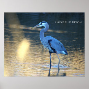 Great Blue Heron Photo Poster
