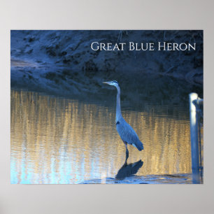 Great Blue Heron Photo Poster