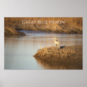 Great Blue Heron Photo Poster