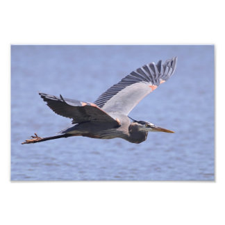 Great Blue Heron Photo Print