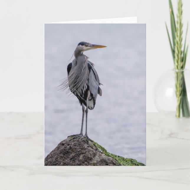 Great Blue Heron  Pose Thank You Card (Front)