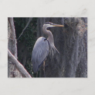 Great Blue Heron Postcard