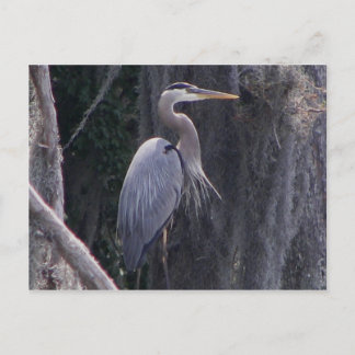 Great Blue Heron Postcard