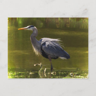 Great Blue Heron Postcard