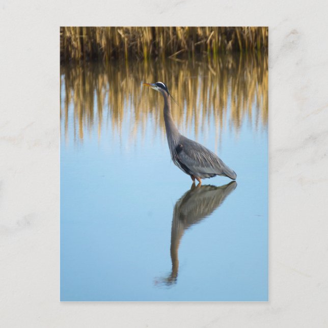 Great Blue Heron Postcard (Front)