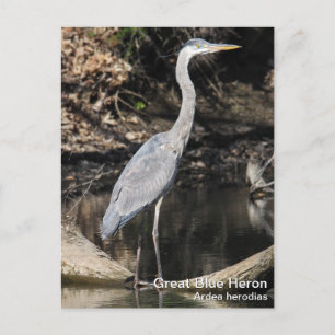 Great Blue Heron Postcard