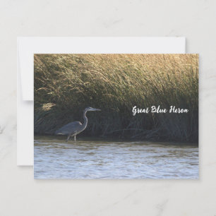 Great Blue Heron Postcard
