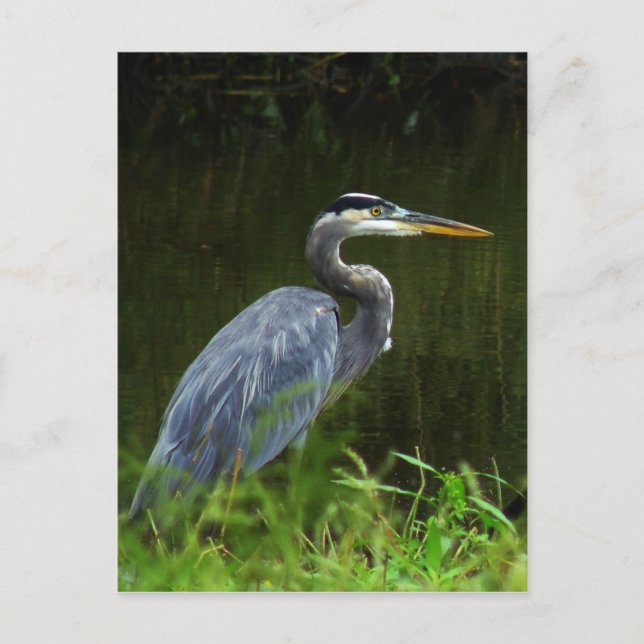 Great Blue Heron Postcard 3 (Front)
