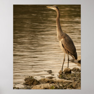 Great Blue Heron Poster