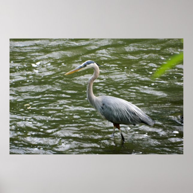 Great Blue Heron Poster (Front)