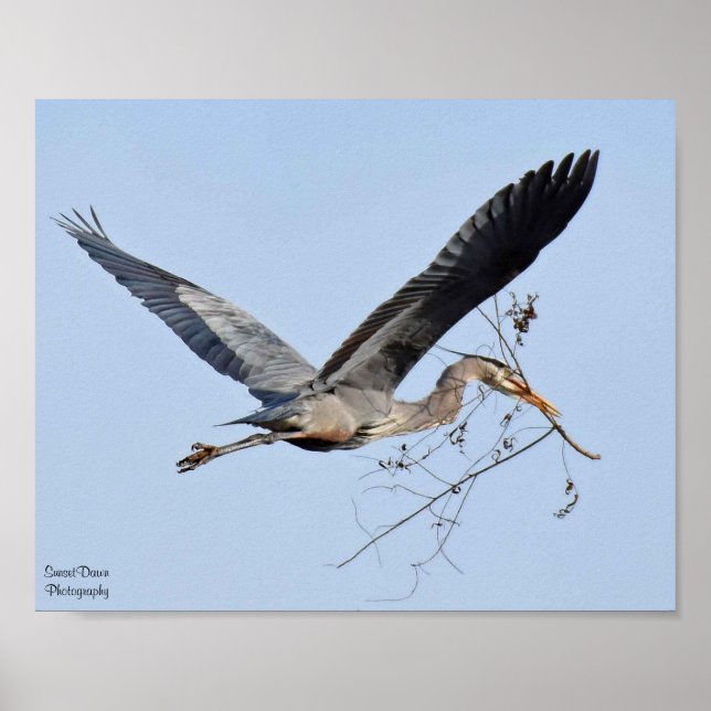 Great Blue Heron Poster (Front)