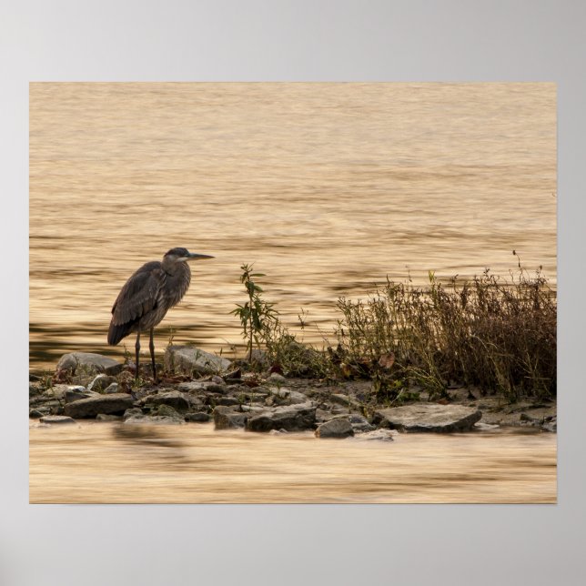 Great Blue Heron Poster (Front)