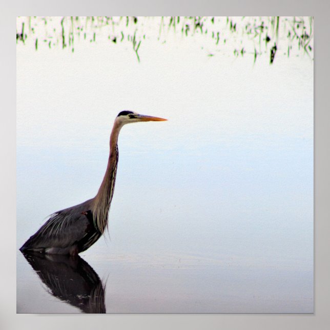 Great Blue Heron  Poster (Front)