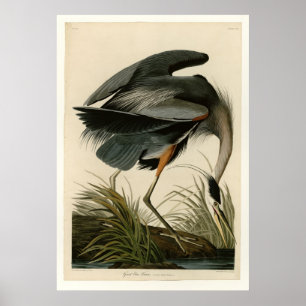 Great Blue Heron Poster