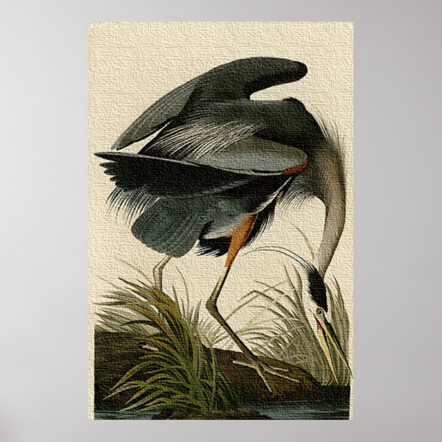 Great Blue Heron Poster Print (Front)