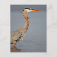 Great Blue Heron Profile Postcard