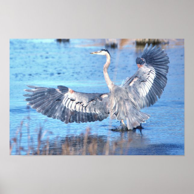 Great Blue Heron Spreading Wings Poster (Front)