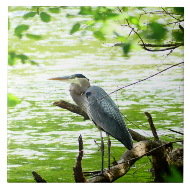 Great Blue Heron spring river forest nature Ceramic Tile (Front)