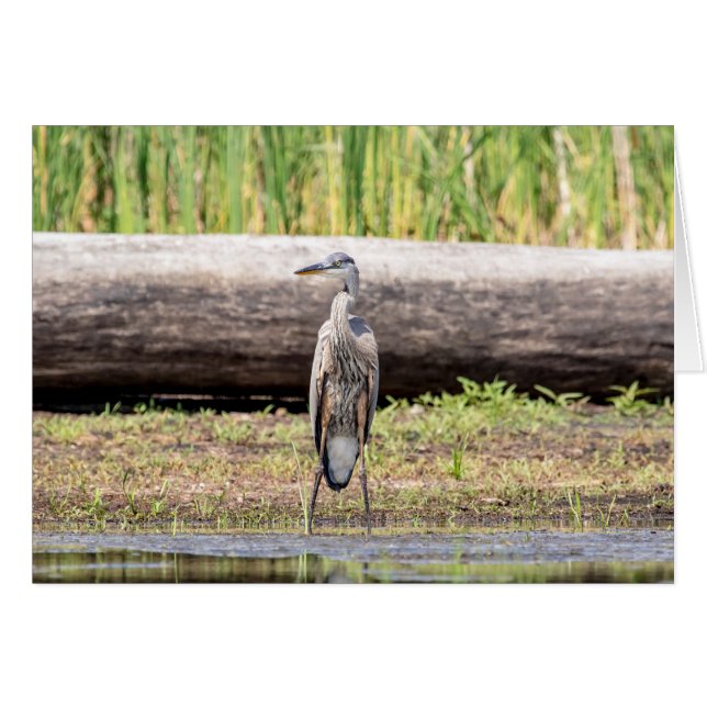 Great Blue Heron standing in Lake Champlain (Front Horizontal)