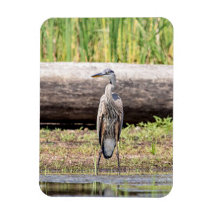 Great Blue Heron standing in Lake Champlain Magnet