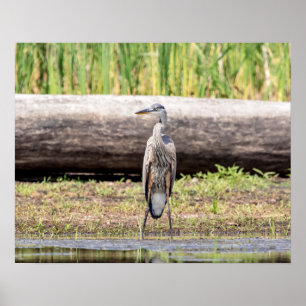 Great Blue Heron standing in Lake Champlain Poster