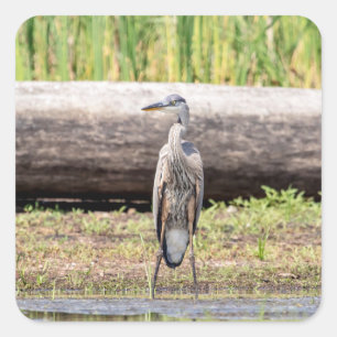 Great Blue Heron standing in Lake Champlain Square Sticker