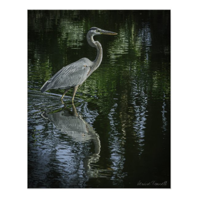 "Great Blue Heron" Stretched Canvas Print (Front)