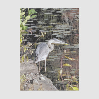 Great Blue Heron Stretched Canvas Print Tissue Paper