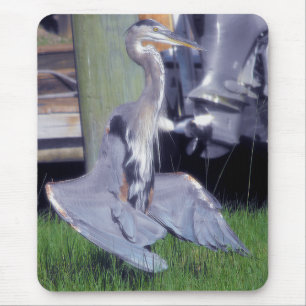 Great Blue Heron sunbathing Mouse Pad
