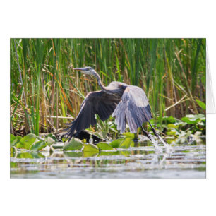 Great Blue Heron taking off
