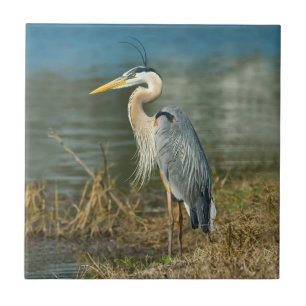 Great Blue Heron Tile