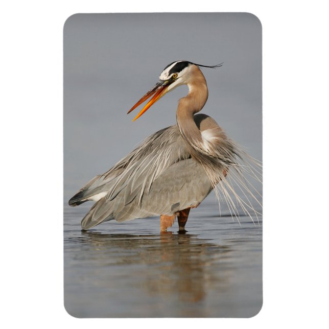 Great Blue Heron Twisting 4x6 Magnet (Vertical)